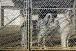 WILMINGTON NC, KENNEL,BOARDING, A DOG DREAM KENNEL boarders