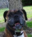 s dogs dream kennel, wilmington, nc